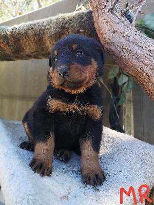 TUCKER Mâle collier rouge