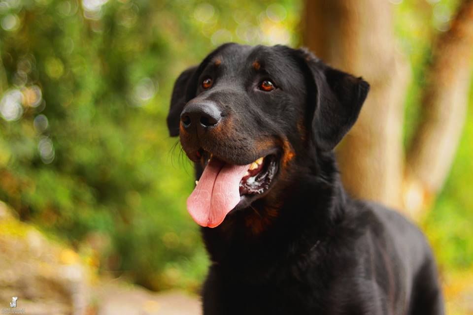 Accueil Elevage de beaucerons Les Bergers de l Oiseau Jaune