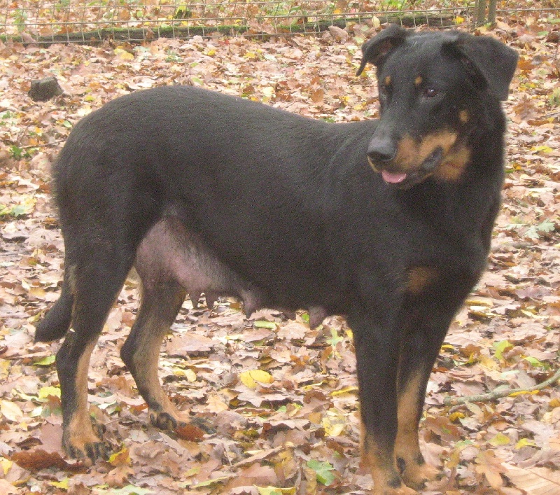 Djoody des Bergers de l'Oiseau Jaune