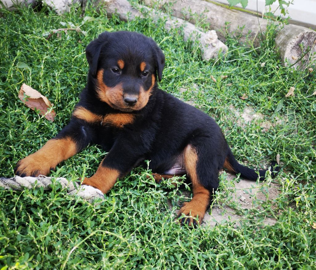 des Bergers de l'Oiseau Jaune - Berger de Beauce - Portée née le 11/06/2023