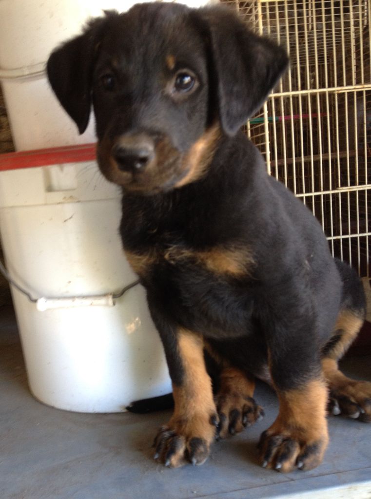 des Bergers de l'Oiseau Jaune - Berger de Beauce - Portée née le 21/05/2017