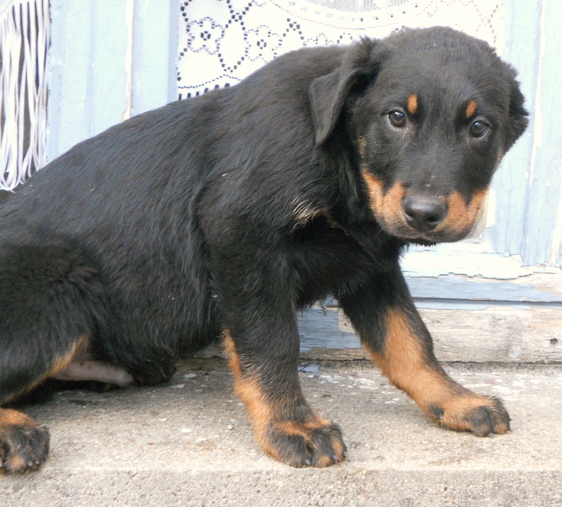 des Bergers de l'Oiseau Jaune - Berger de Beauce - Portée née le 13/10/2010