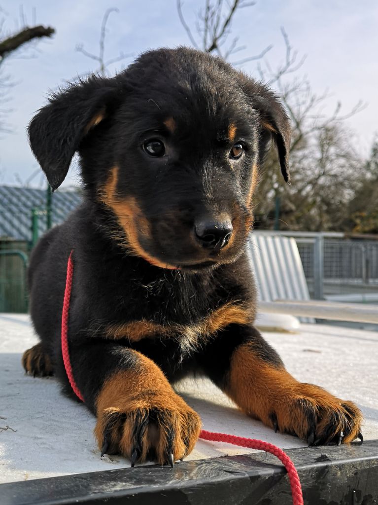 des Bergers de l'Oiseau Jaune - Berger de Beauce - Portée née le 27/10/2022