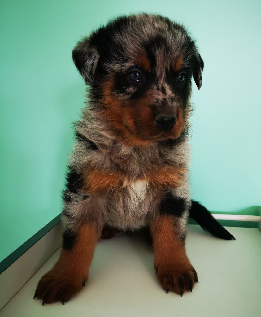 des Bergers de l'Oiseau Jaune - Berger de Beauce - Portée née le 21/05/2020