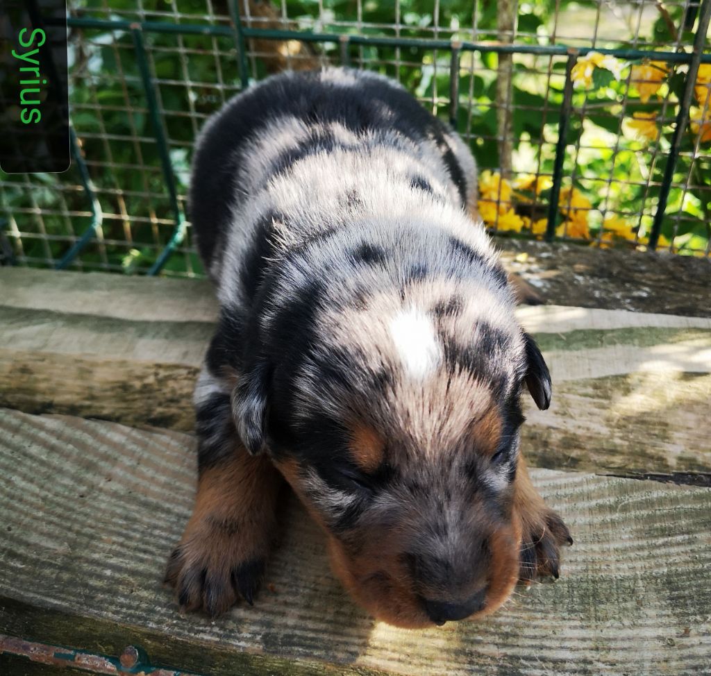 des Bergers de l'Oiseau Jaune - Berger de Beauce - Portée née le 08/04/2021
