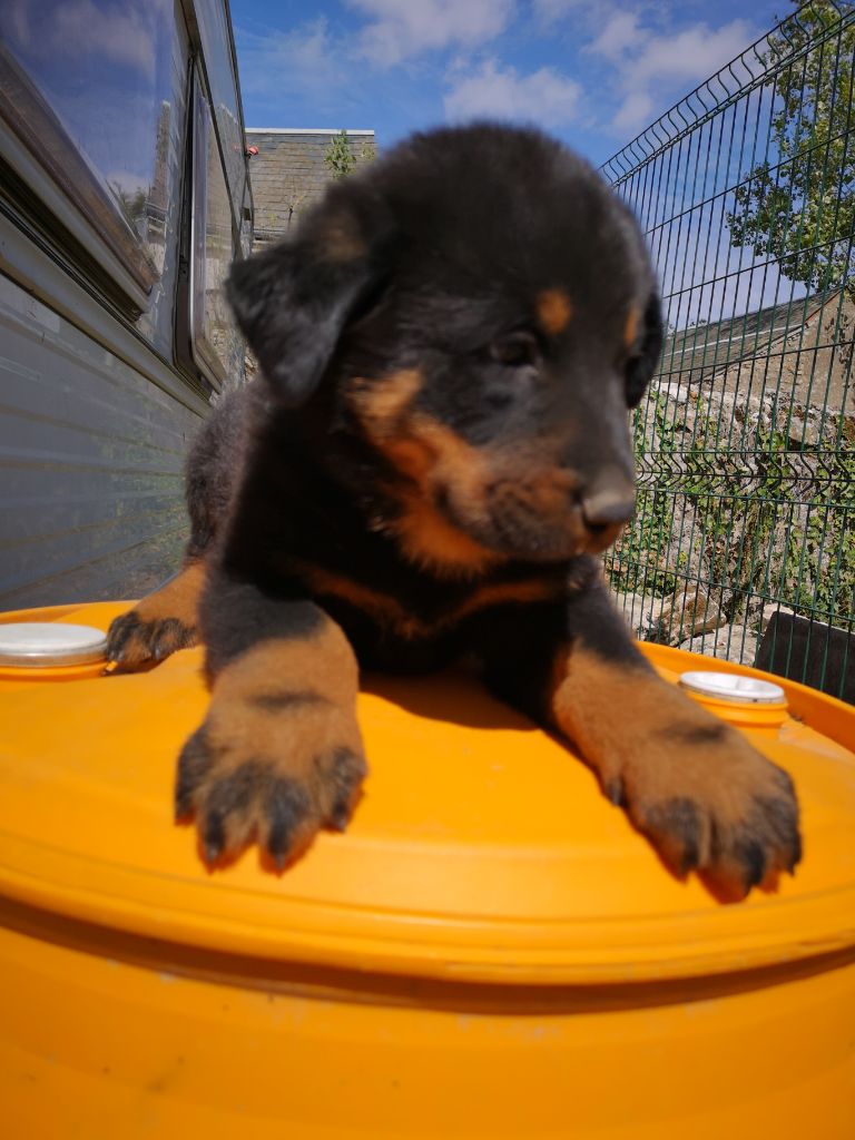 des Bergers de l'Oiseau Jaune - Berger de Beauce - Portée née le 17/07/2020